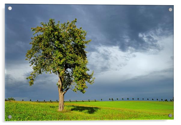Tree green meadow dramatic sky Acrylic by Matthias Hauser