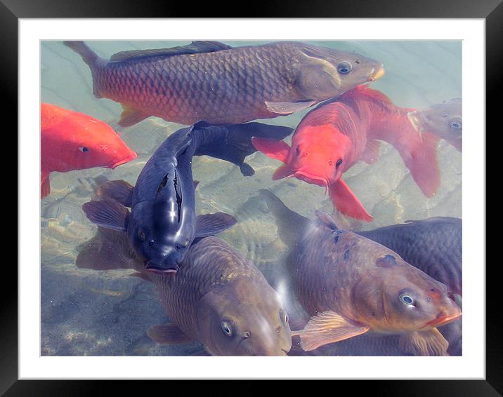 fishes Framed Mounted Print by anurag gupta