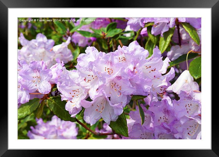 Rhododendron in full bloom Framed Mounted Print by Frank Irwin