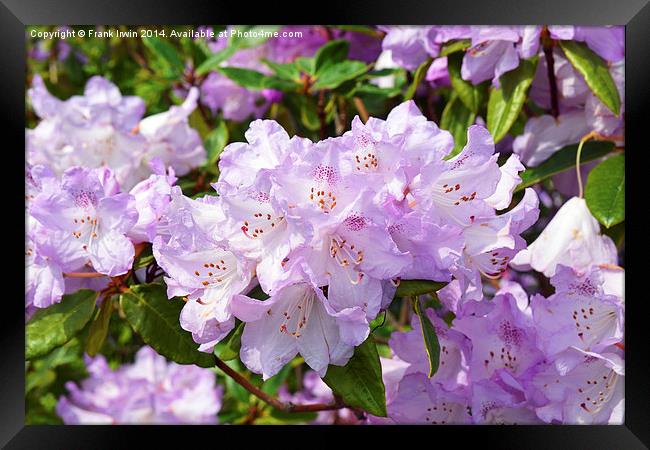 Rhododendron in full bloom Framed Print by Frank Irwin