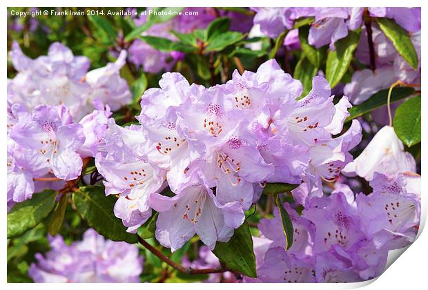 Rhododendron in full bloom Print by Frank Irwin