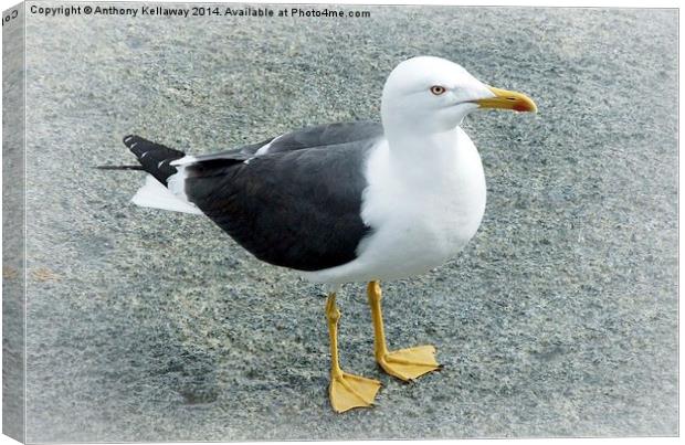 LESSER BLACK BACKED GULL Canvas Print by Anthony Kellaway