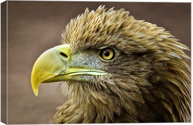 Stellers Sea Eagle Canvas Print by Don Alexander Lumsden