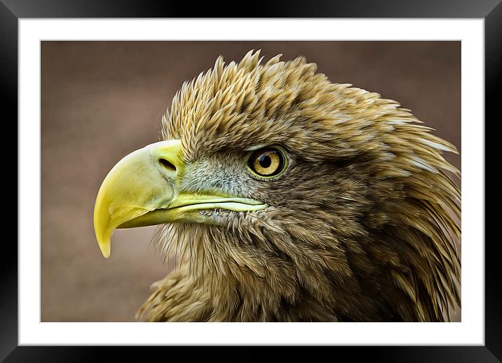 Stellers Sea Eagle Framed Mounted Print by Don Alexander Lumsden
