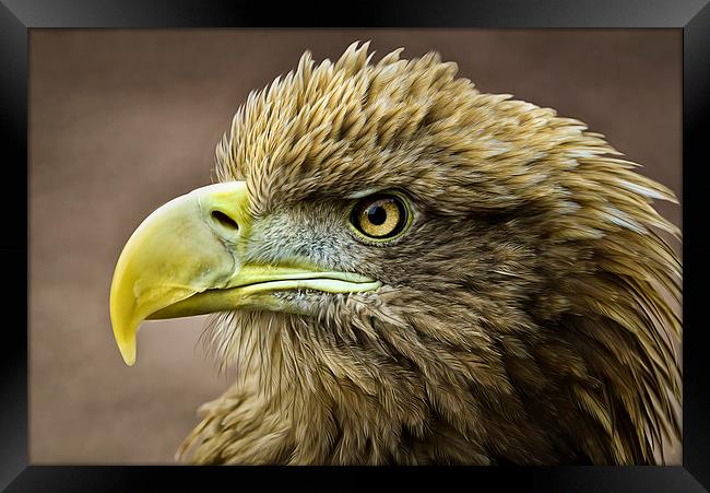 Stellers Sea Eagle Framed Print by Don Alexander Lumsden