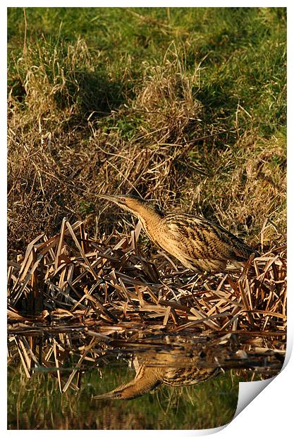 3058_68825 Bittern Hunting  Print by Barbara Gardner