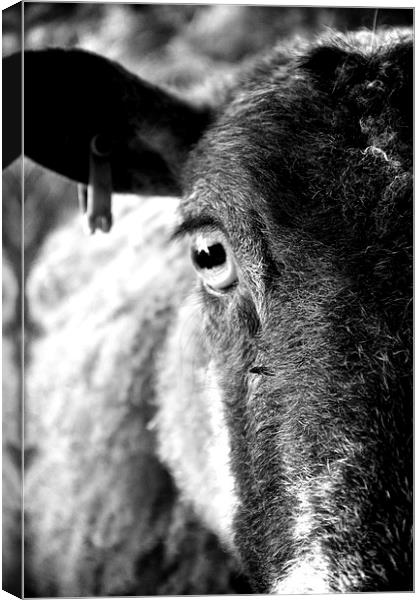 The eye of a ewe Canvas Print by Helen Cooke