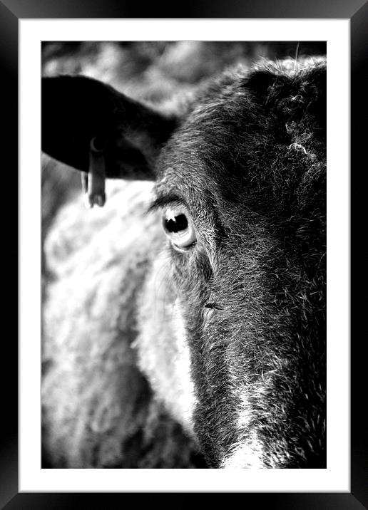 The eye of a ewe Framed Mounted Print by Helen Cooke