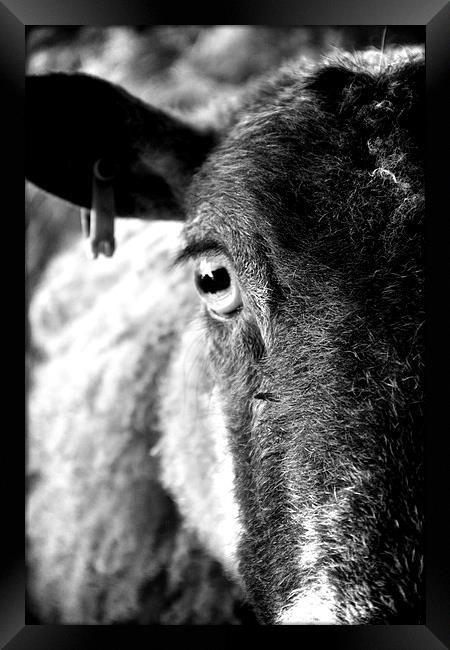The eye of a ewe Framed Print by Helen Cooke
