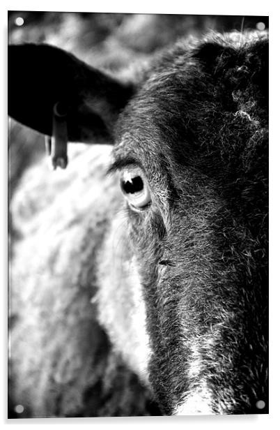 The eye of a ewe Acrylic by Helen Cooke