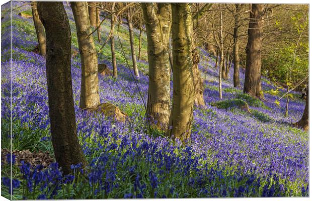 Kent Bluebell woods Canvas Print by Stuart Gennery