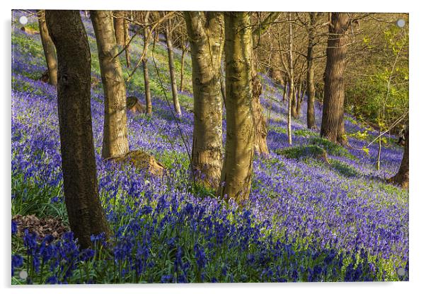 Kent Bluebell woods Acrylic by Stuart Gennery