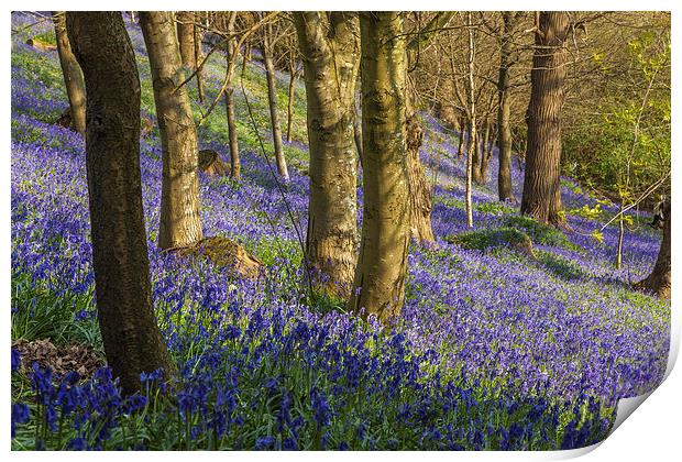 Kent Bluebell woods Print by Stuart Gennery