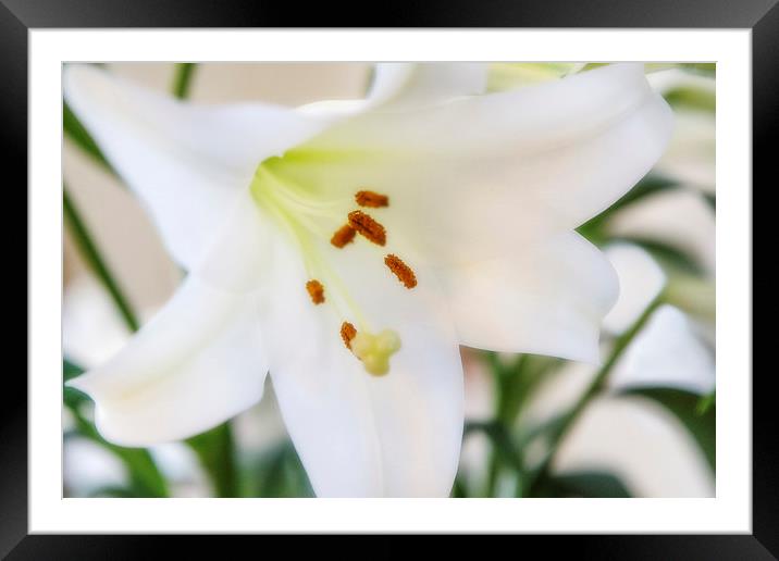 White Lily Framed Mounted Print by David Hare