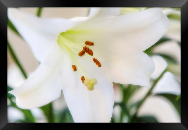 White Lily Framed Print by David Hare