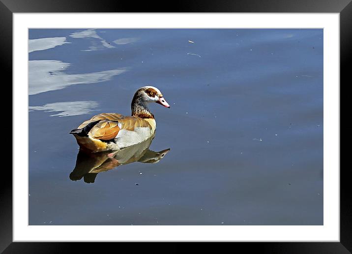 Egyptian Goose Framed Mounted Print by Tony Murtagh