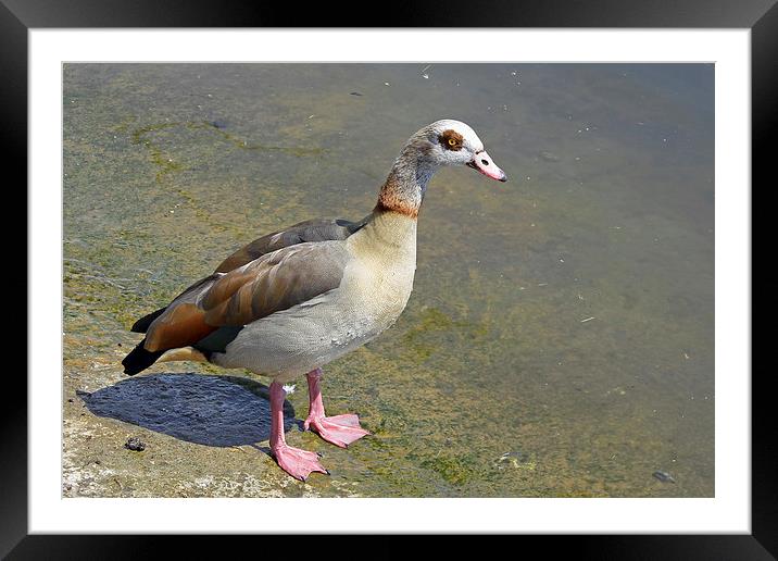 Egyptian Goose Framed Mounted Print by Tony Murtagh
