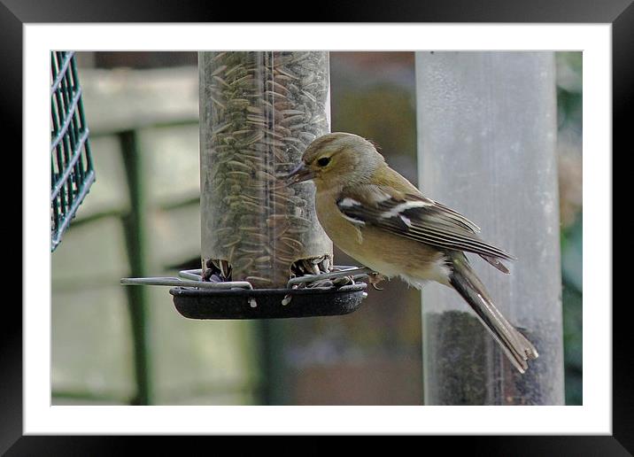 Chaffinch Framed Mounted Print by Tony Murtagh