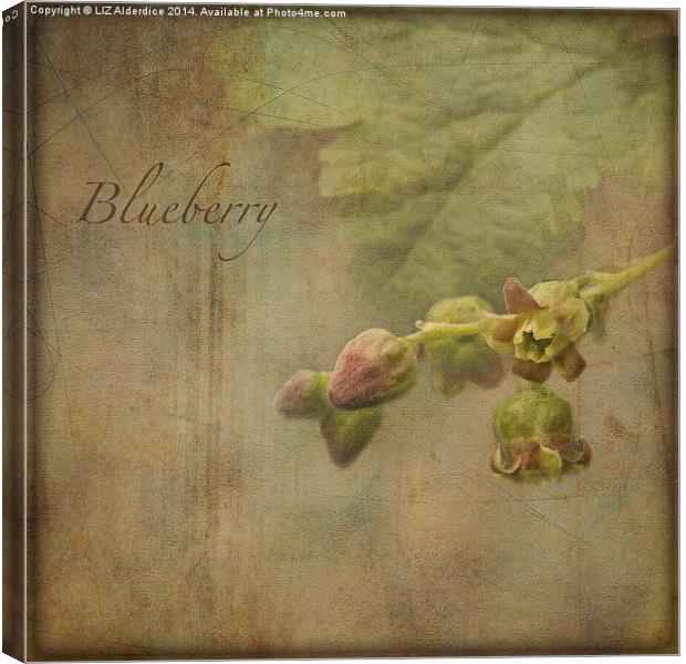 Blueberry (square format) Canvas Print by LIZ Alderdice