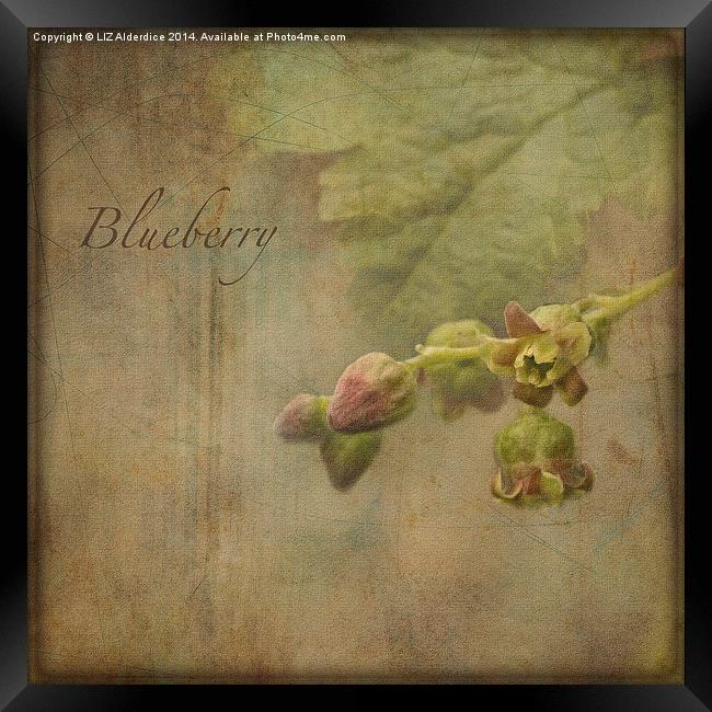 Blueberry (square format) Framed Print by LIZ Alderdice