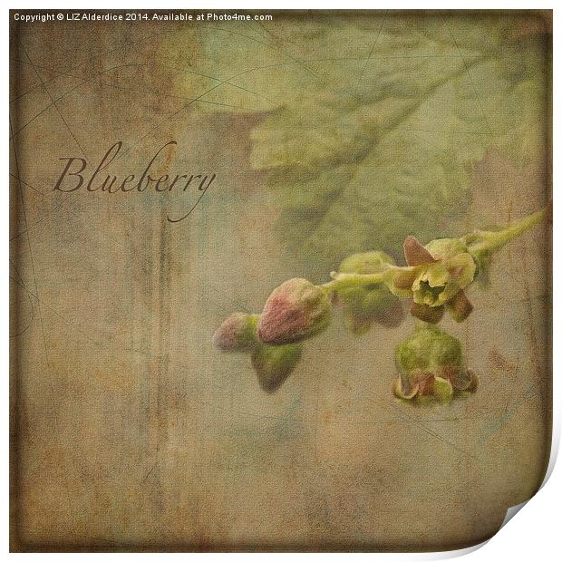 Blueberry (square format) Print by LIZ Alderdice