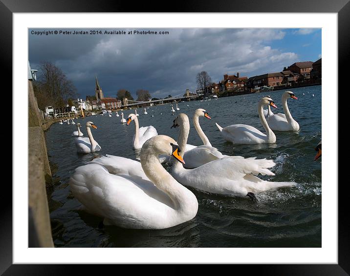 Swans on the Thames Framed Mounted Print by Peter Jordan