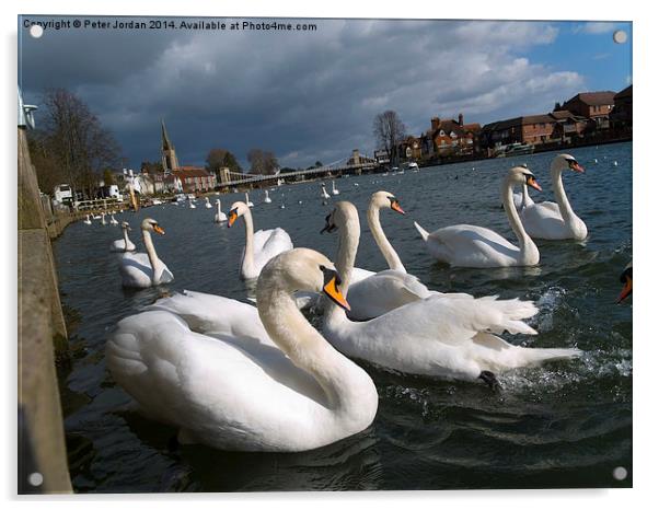 Swans on the Thames Acrylic by Peter Jordan