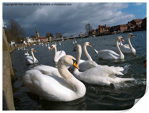 Swans on the Thames Print by Peter Jordan
