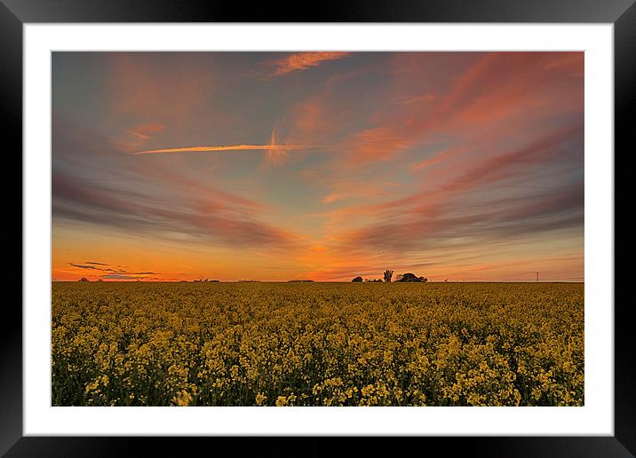 Rapeseed sunset Framed Mounted Print by Mark Bunning