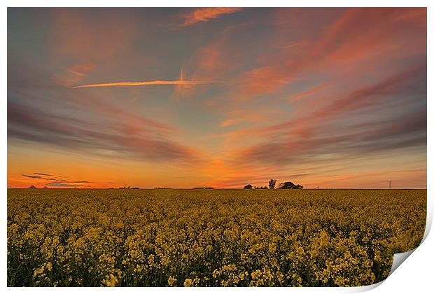 Rapeseed sunset Print by Mark Bunning