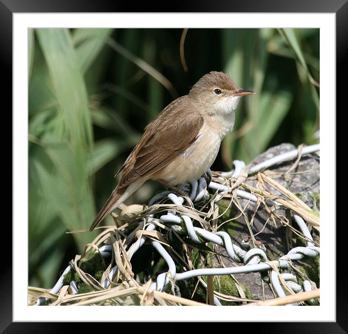 Reed Warbler 2 Framed Mounted Print by Ruth Hallam