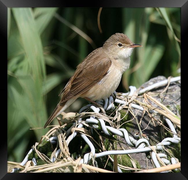 Reed Warbler 2 Framed Print by Ruth Hallam
