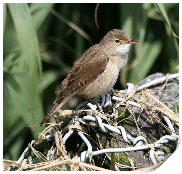 Reed Warbler 2 Print by Ruth Hallam