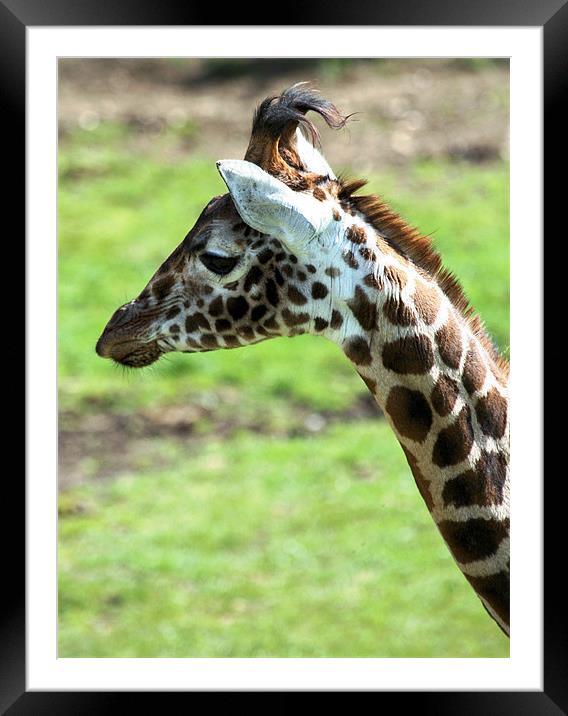 Giraffe 18 Framed Mounted Print by Ruth Hallam
