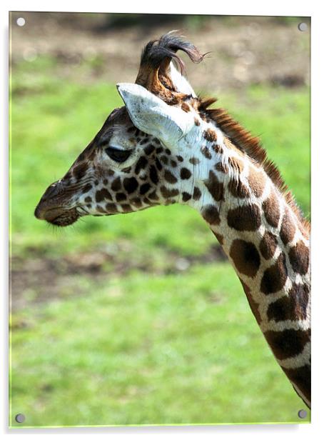 Giraffe 18 Acrylic by Ruth Hallam