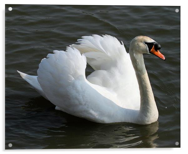 Swan 4 Acrylic by Ruth Hallam