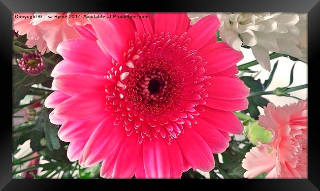 Lovely Pink Flower Framed Print by Lisa PB