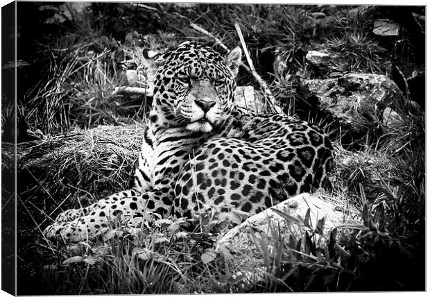 Jaguar at rest Canvas Print by Andy McGarry