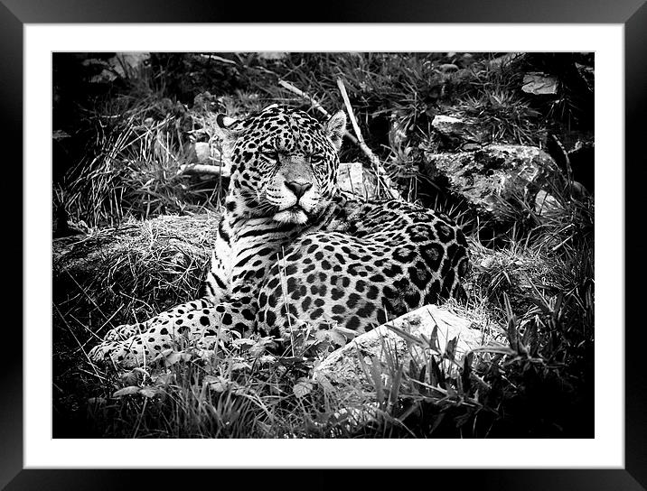 Jaguar at rest Framed Mounted Print by Andy McGarry