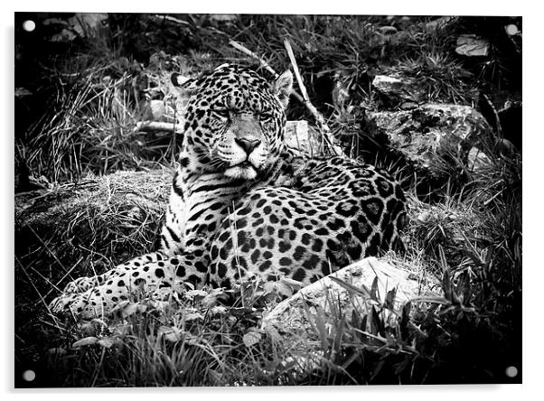 Jaguar at rest Acrylic by Andy McGarry