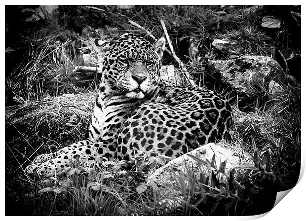 Jaguar at rest Print by Andy McGarry