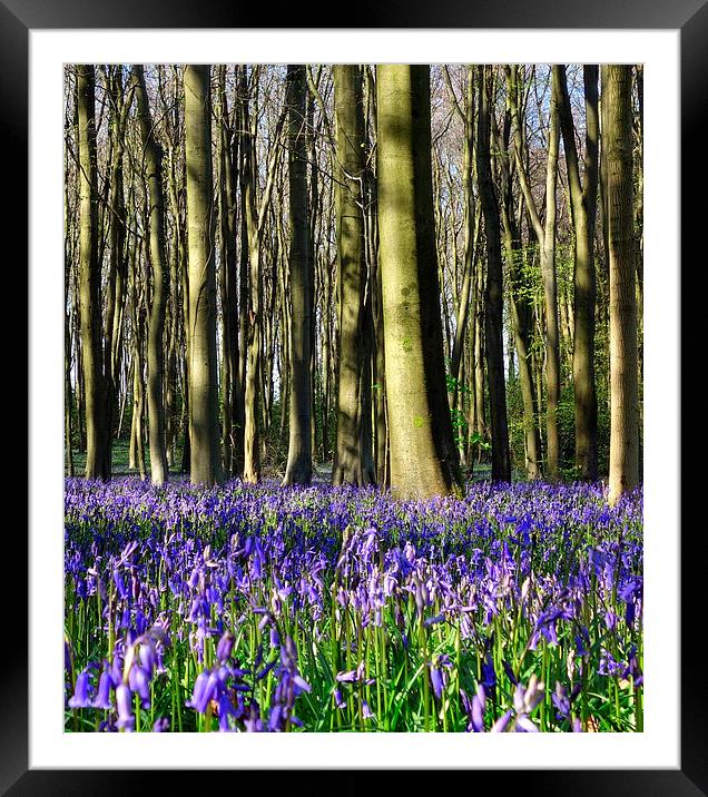 Common bluebell wood scene 2 Framed Mounted Print by Paula Palmer canvas