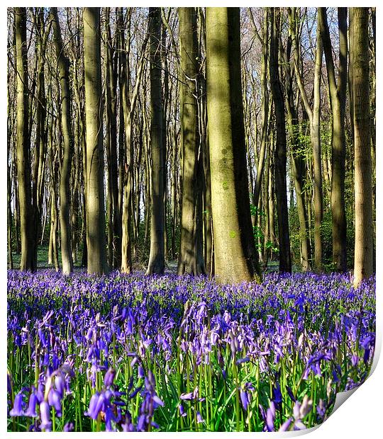 Common bluebell wood scene 2 Print by Paula Palmer canvas