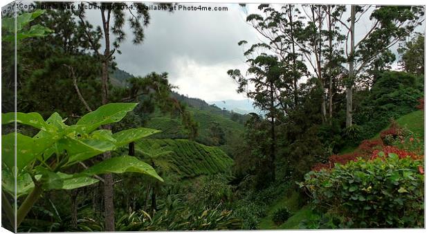 Through the valley to the plantation Canvas Print by Mark McDermott