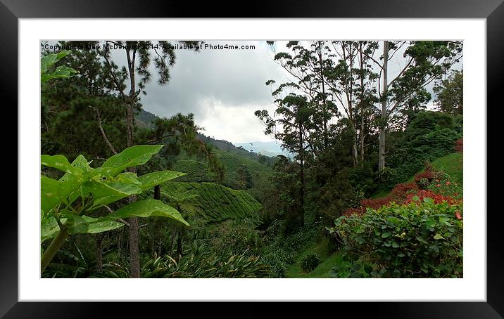 Through the valley to the plantation Framed Mounted Print by Mark McDermott