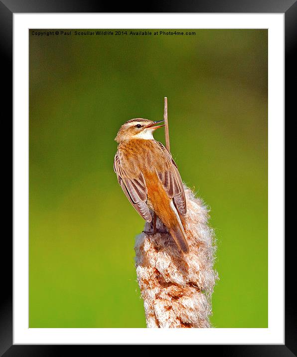 Sedge Warbler Framed Mounted Print by Paul Scoullar