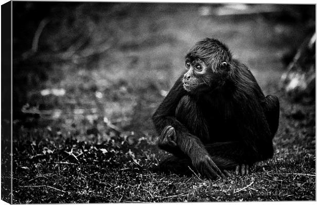Spider Monkey, deep in thought Canvas Print by Andy McGarry