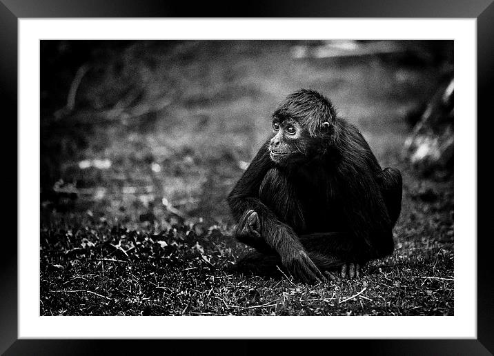 Spider Monkey, deep in thought Framed Mounted Print by Andy McGarry