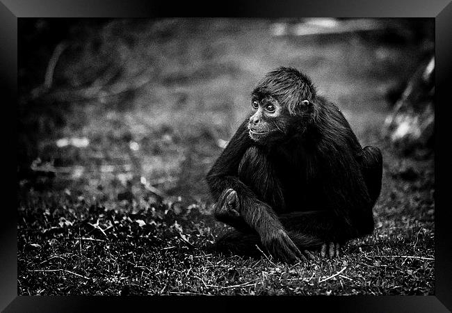 Spider Monkey, deep in thought Framed Print by Andy McGarry