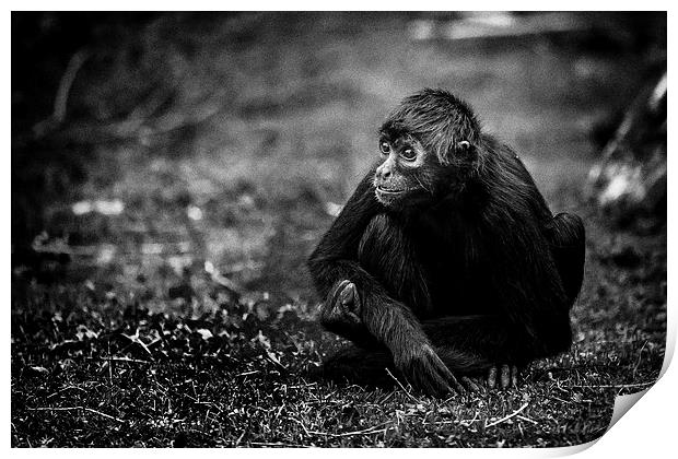 Spider Monkey, deep in thought Print by Andy McGarry